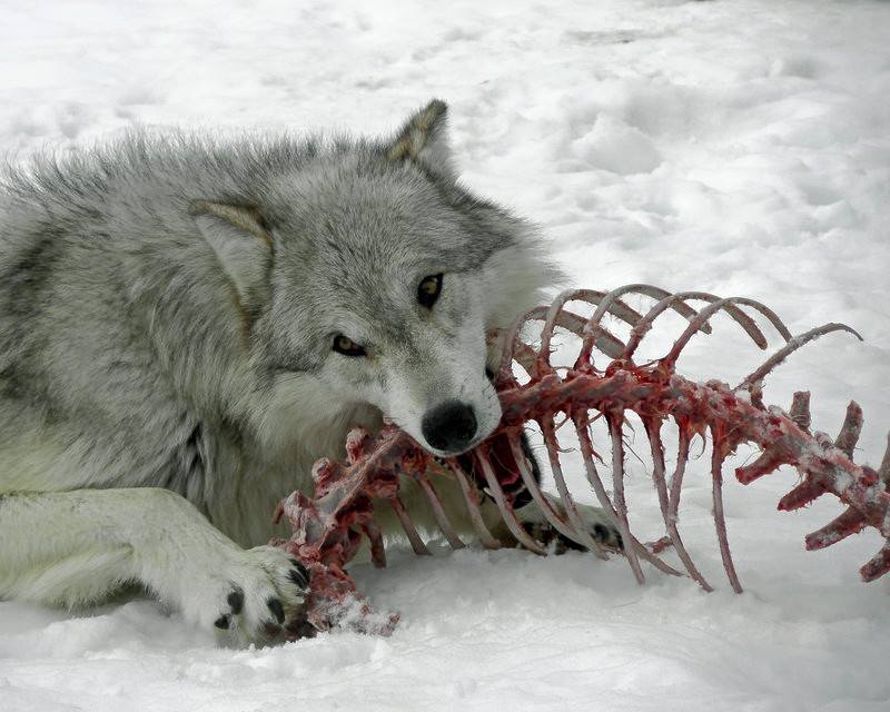 הברירה הטבעית - מזון טבעי לכלבים