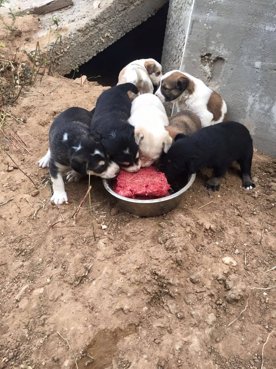 הברירה הטבעית - מזון טבעי לכלבים