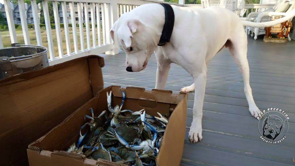 הברירה הטבעית - מזון טבעי לכלבים