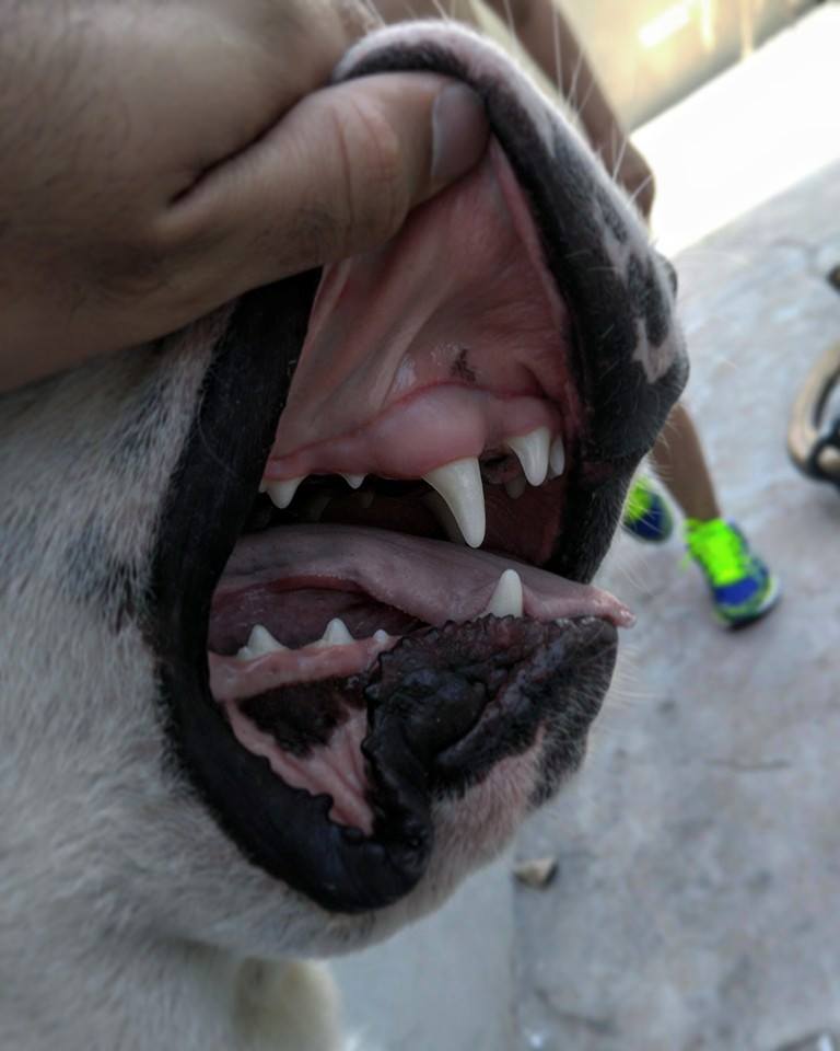 הברירה הטבעית - מזון טבעי לכלבים