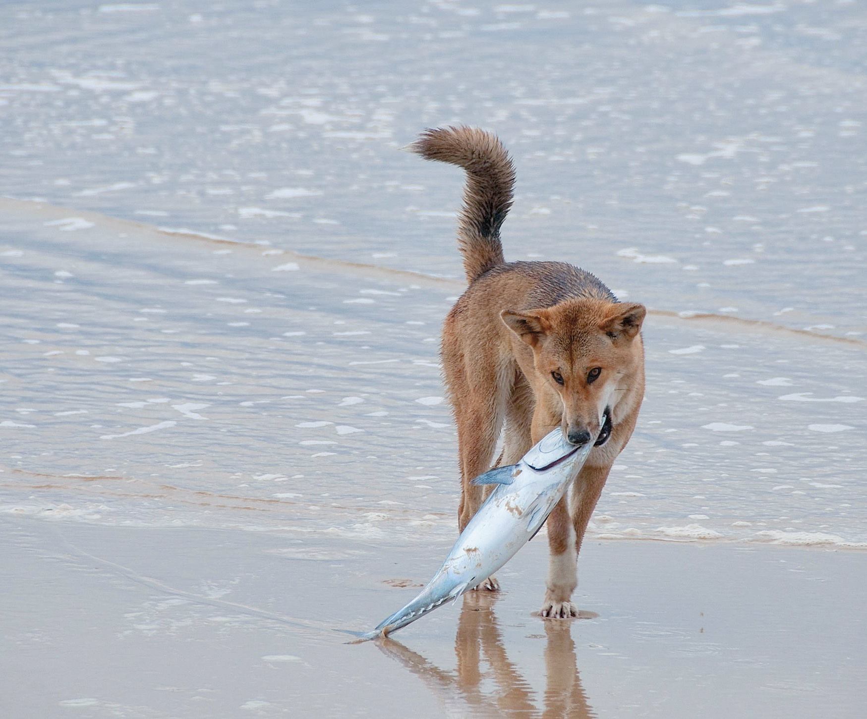 הברירה הטבעית - מזון טבעי לכלבים