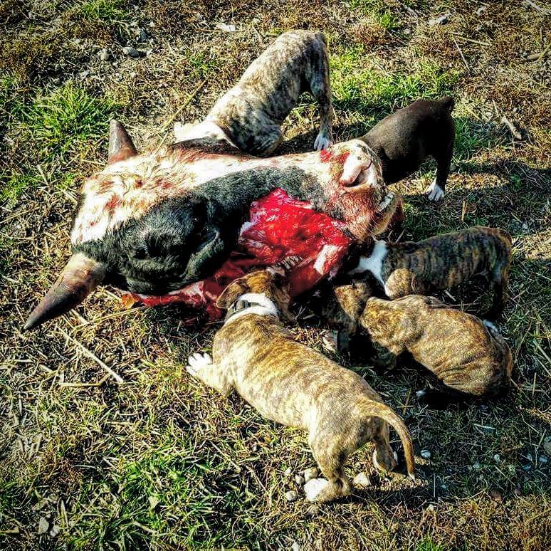 הברירה הטבעית - מזון טבעי לכלבים