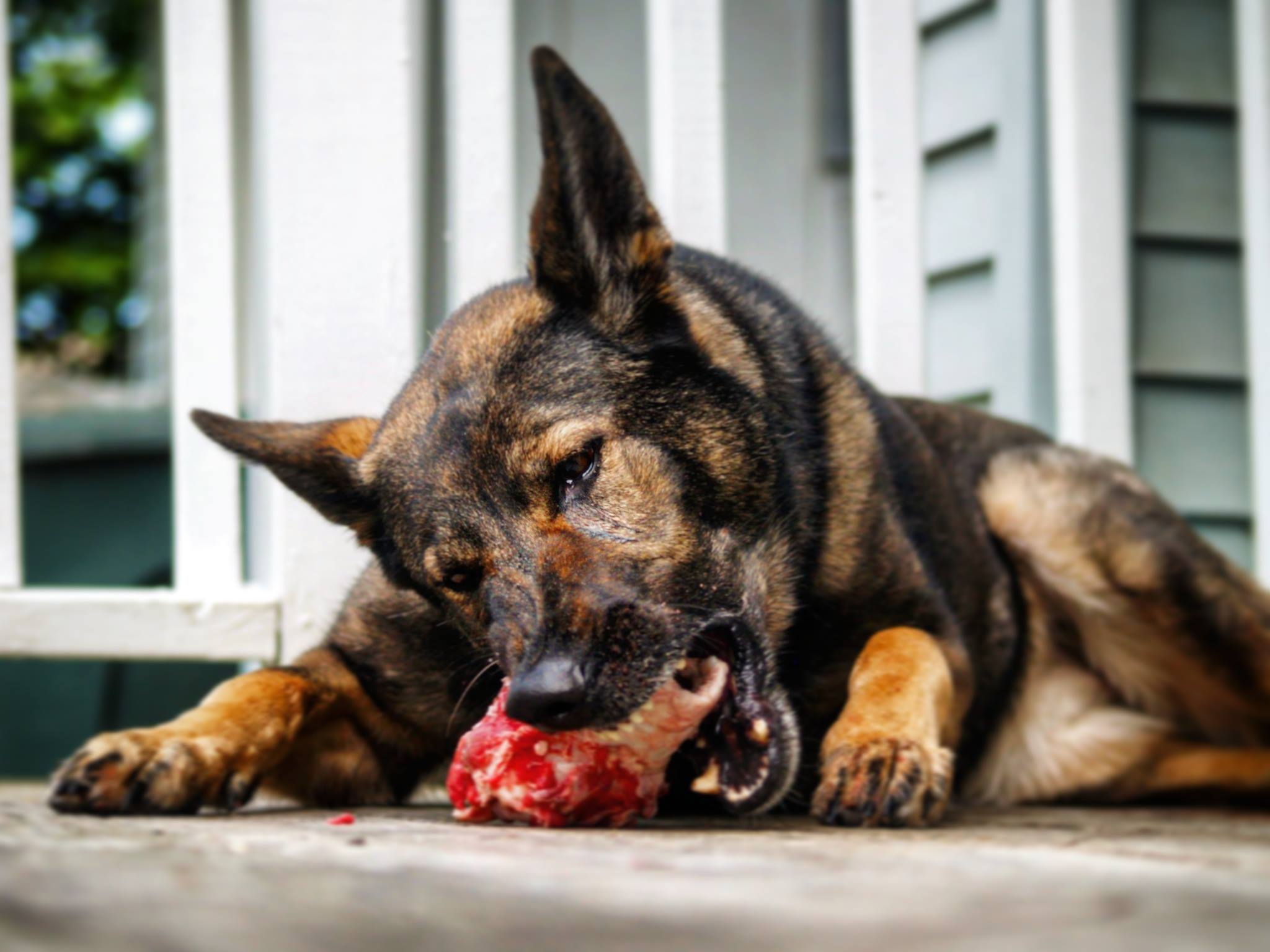 הברירה הטבעית - מזון טבעי לכלבים