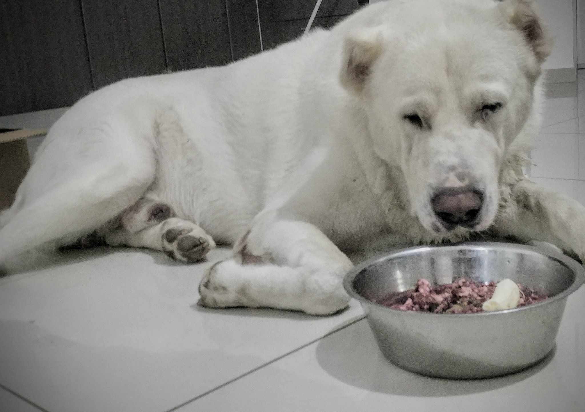 הברירה הטבעית - מזון טבעי לכלבים