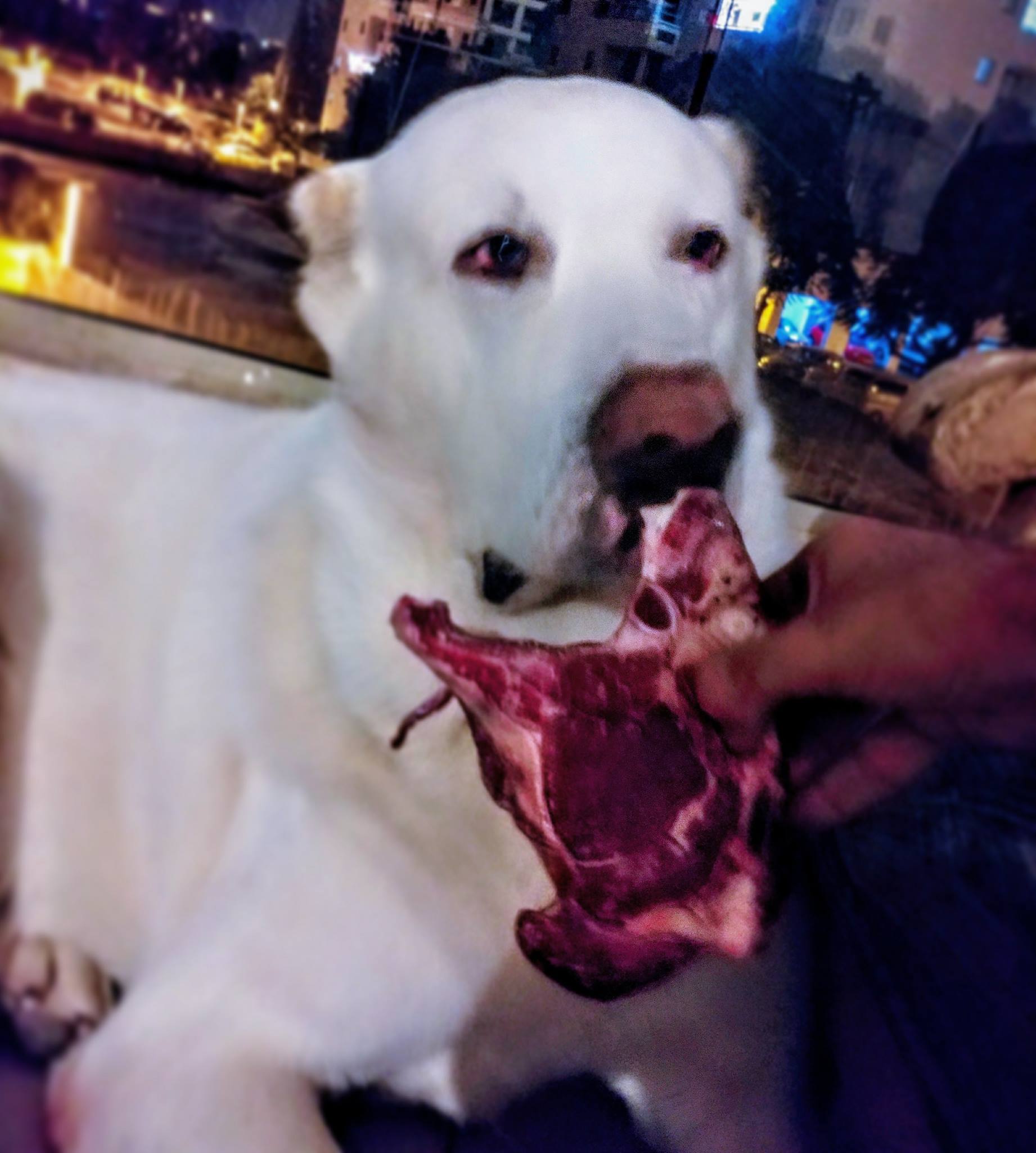 הברירה הטבעית - מזון טבעי לכלבים