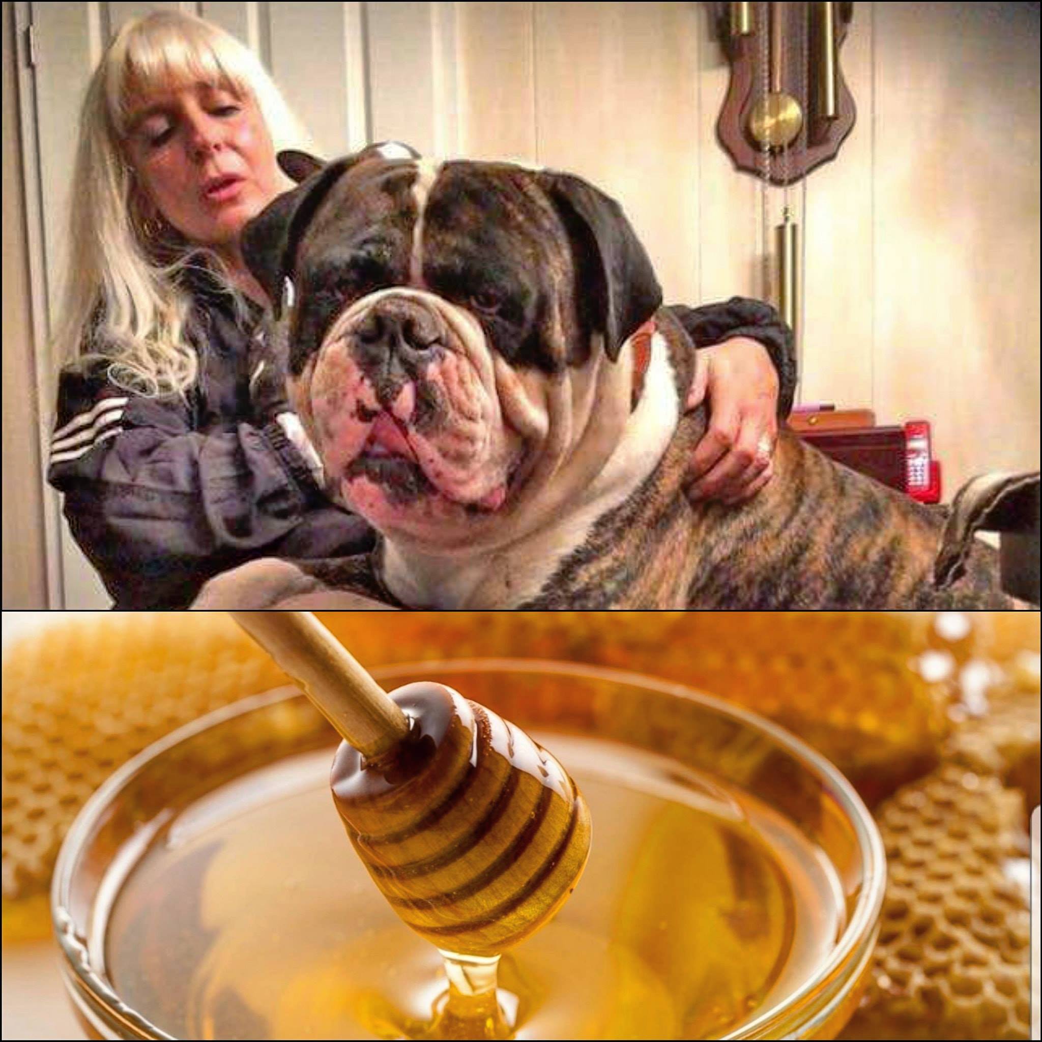 הברירה הטבעית - מזון טבעי לכלבים