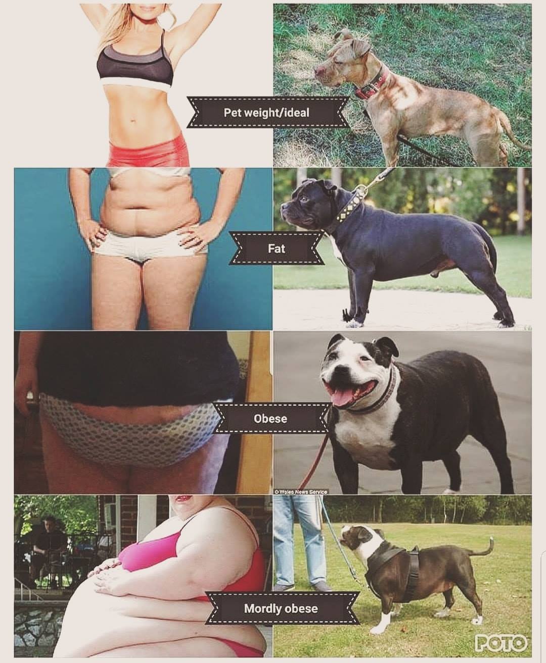 הברירה הטבעית - מזון טבעי לכלבים