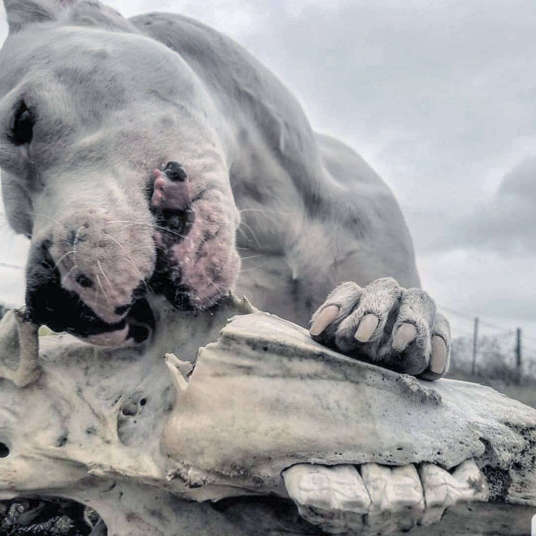 הברירה הטבעית - מזון טבעי לכלבים