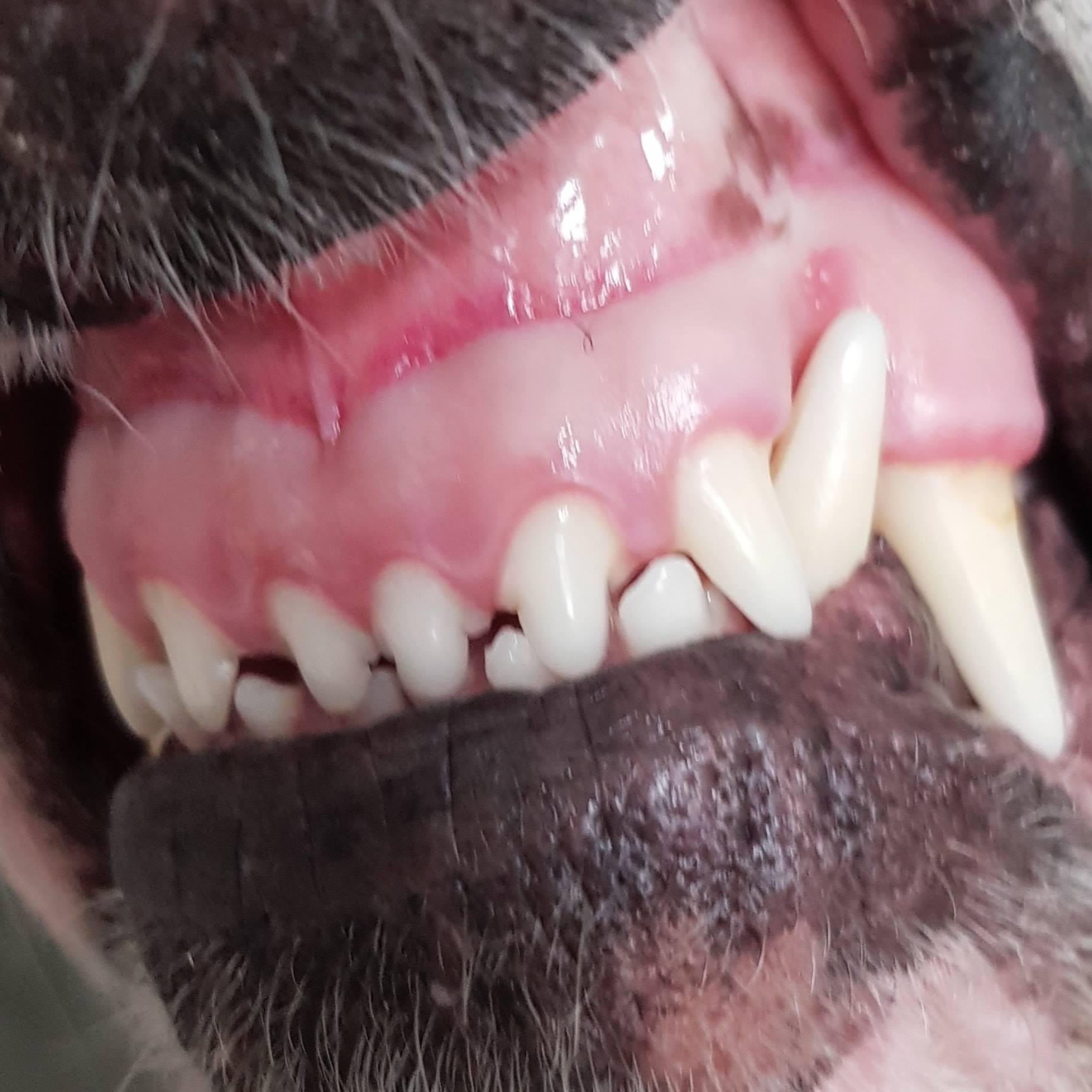 הברירה הטבעית - מזון טבעי לכלבים