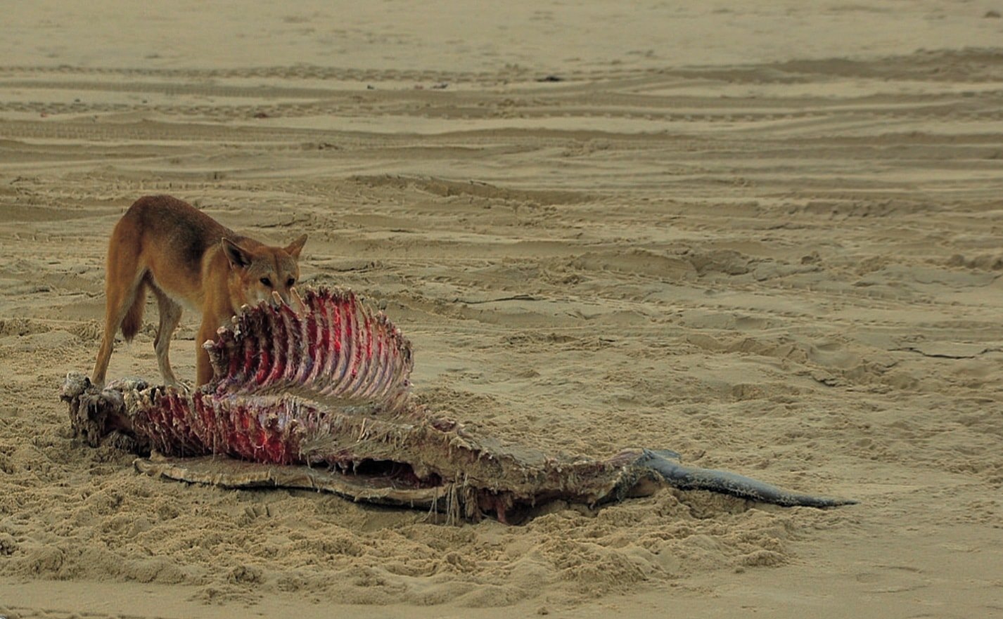 הברירה הטבעית - מזון טבעי לכלבים