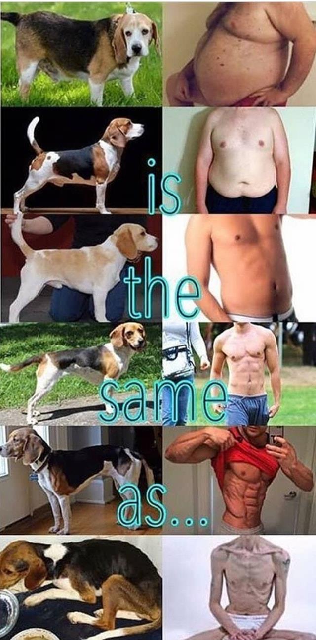 הברירה הטבעית - מזון טבעי לכלבים