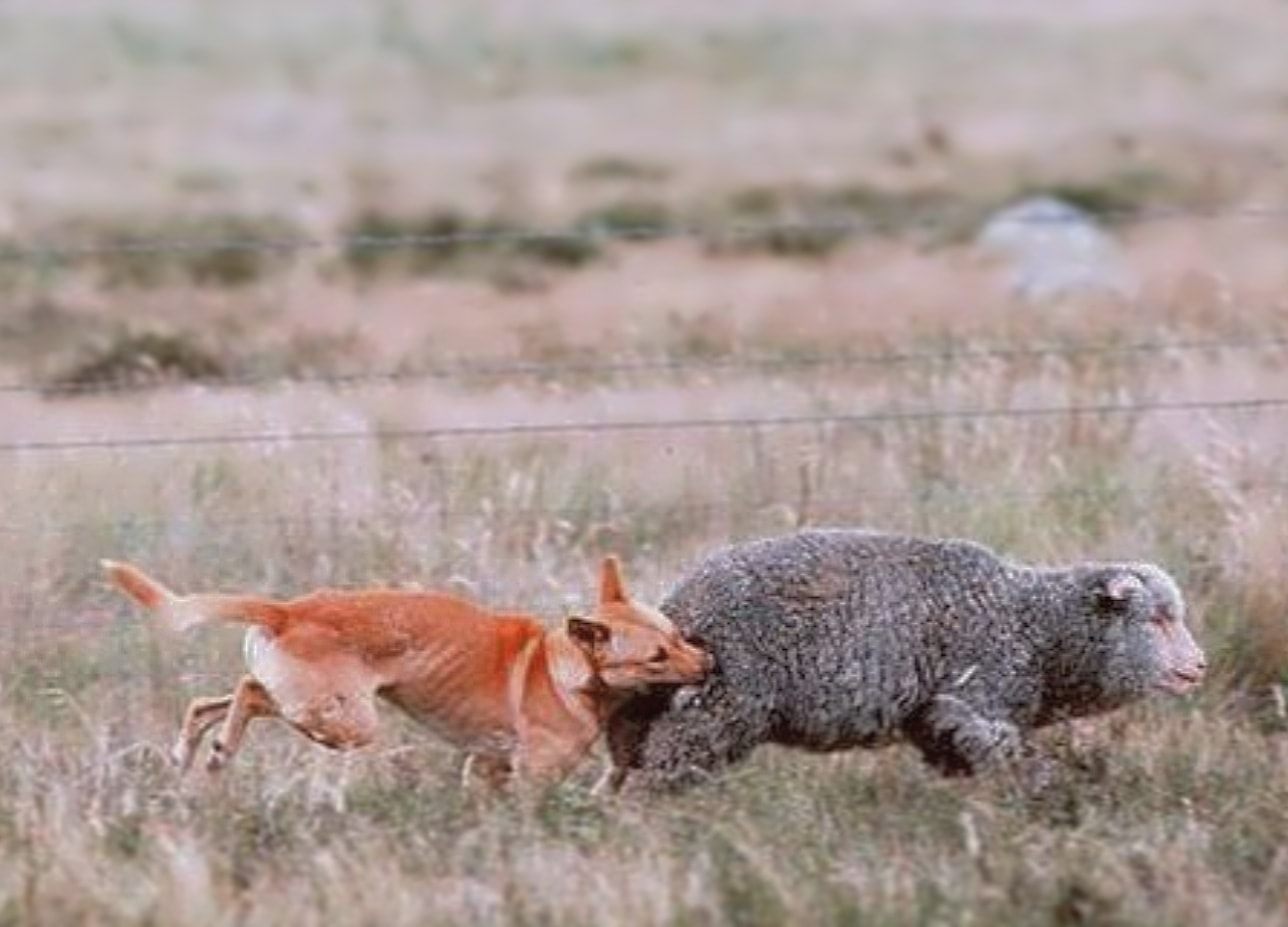 הברירה הטבעית - מזון טבעי לכלבים